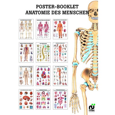 Miniposter-Booklet, Anatomie