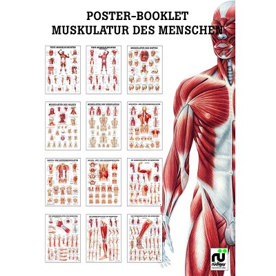 Miniposter-Booklet, Muskulatur