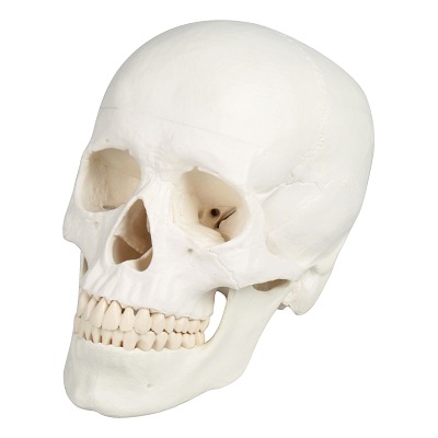 Erler Zimmer Schädelmodell, 3tlg.