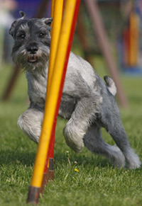 Agility Training: Fitness-Sport für Hunde und Herrchen