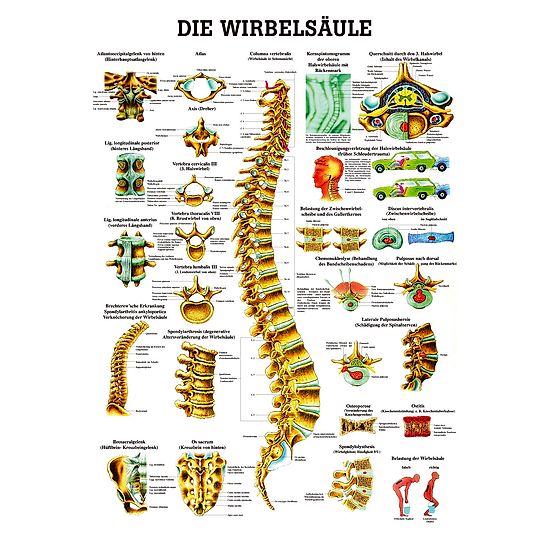 Anatomic Wall Charts (in German) The spinal cord