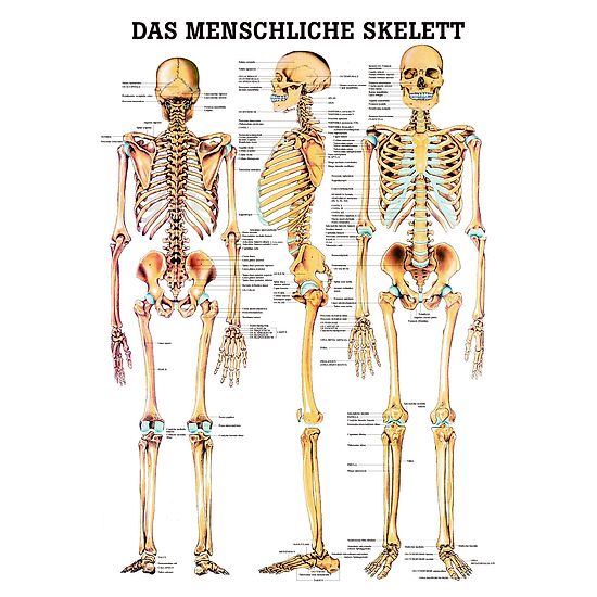 Anatomic Wall Charts (in German) The human skeleton