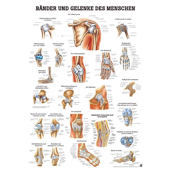 Anatomic Wall Charts (in German) Ligaments and joints