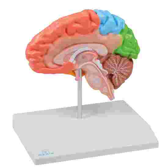 Erler Zimmer Anatomisches Modell &quot;Gehirnhälfte regional und lebensgroß&quot;
