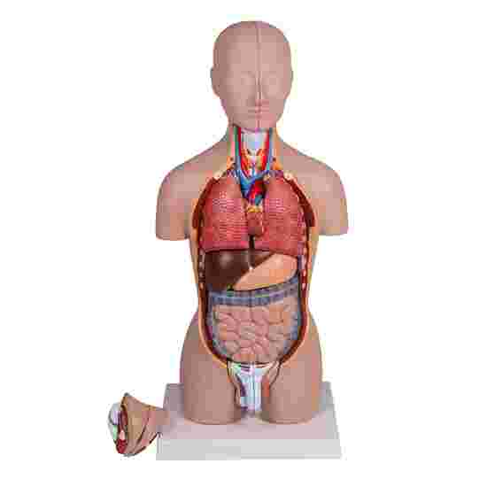 Erler Zimmer Anatomisches Modell &quot;Miniatur-Torso&quot;