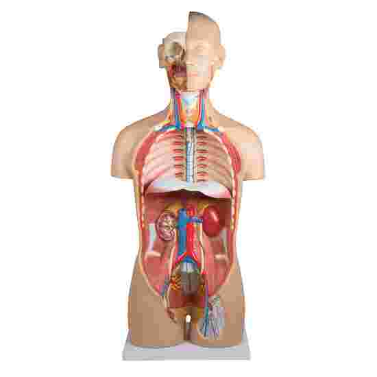Erler Zimmer Anatomisches Modell &quot;Torso mit geöffnetem Rücken&quot;