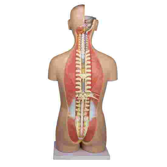 Erler Zimmer Anatomisches Modell &quot;Torso mit geöffnetem Rücken&quot;