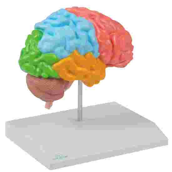 Erler Zimmer Anatomisk model &quot;Hjerne regioner og naturlig størrelse&quot;