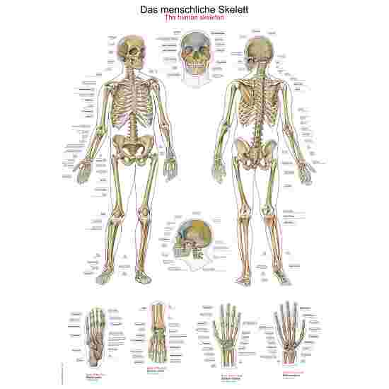 Erler Zimmer Anatomisk undervisningstavle Det menneskelige skelet