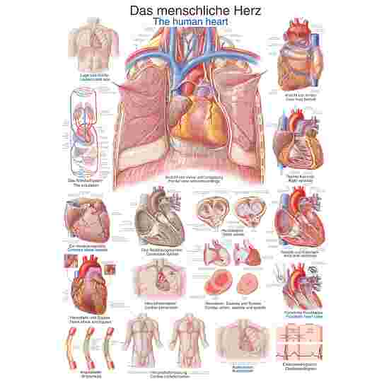 Erler Zimmer Anatomisk undervisningstavle Det menneskelige hjerte