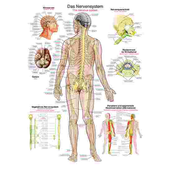 Erler Zimmer Anatomisk undervisningstavle Nervesystemet