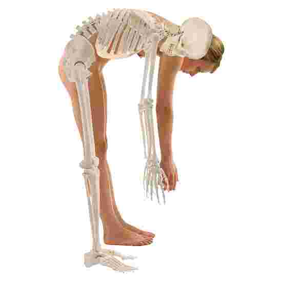 Erler Zimmer &quot;Hugo&quot; Flexible Skeleton