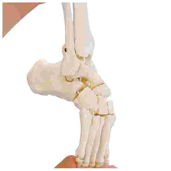 Erler Zimmer Skeletmodel &quot;Bevægeligt fodskelet med fastgørelse af skinneben og fibula&quot;