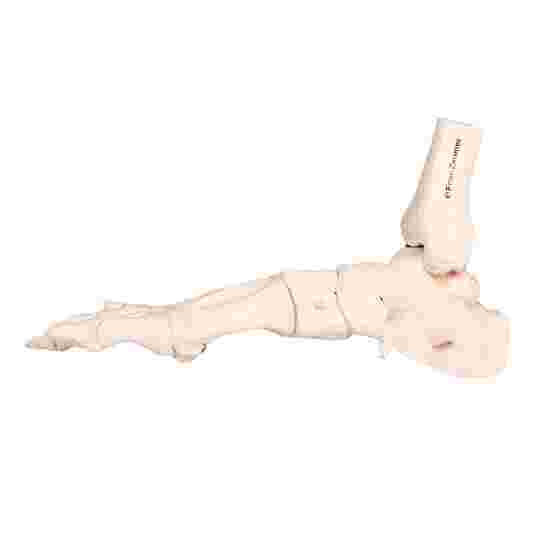 Erler Zimmer Skeletmodel &quot;Bevægeligt fodskelet med fastgørelse af skinneben og fibula&quot;