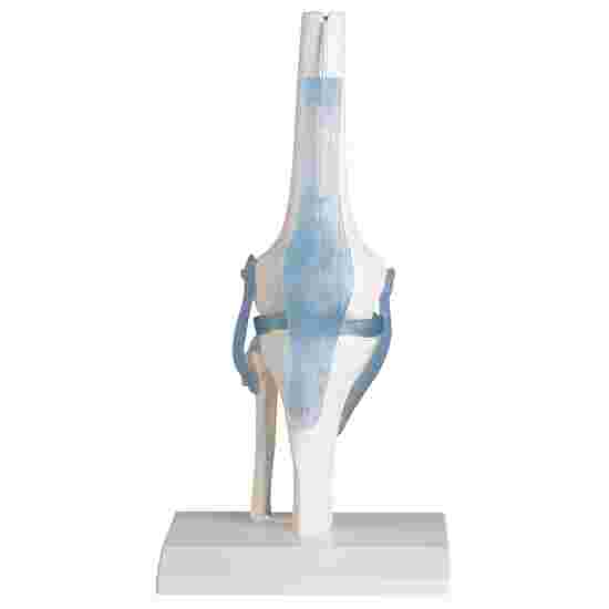 Erler Zimmer Skeletmodel &quot;Knæled med Ledbånd&quot;
