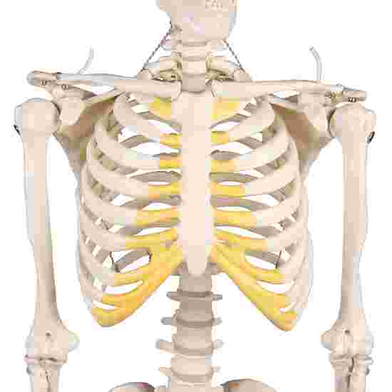 Erler Zimmer Skeletmodel &quot;Miniatur-Skelett Tom&quot;