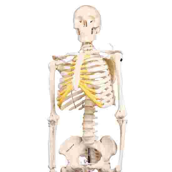 Erler Zimmer Skeletmodel &quot;Miniatur-Skelett Tom&quot;