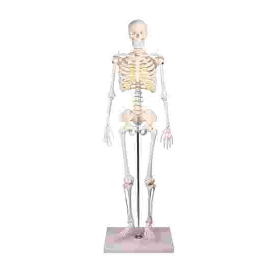 Erler Zimmer Skeletmodel &quot;Miniatur-Skelett Tom&quot;