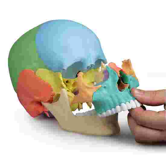 Erler Zimmer Skeletmodel &quot;Osteopathie-Schädelmodell&quot;, 22-teilig