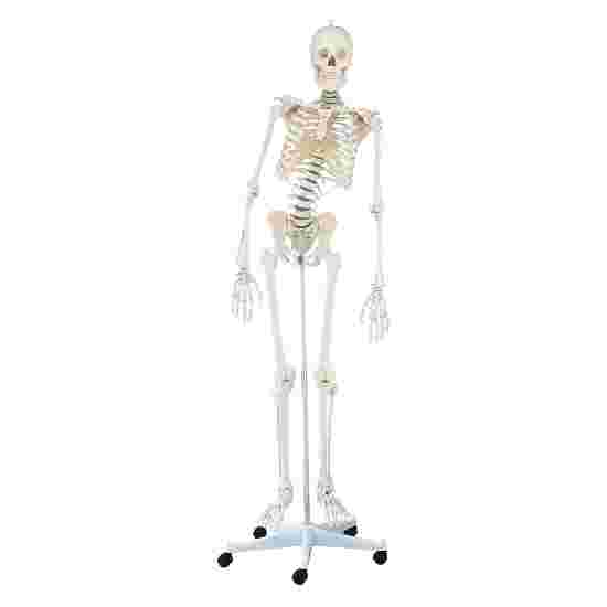 Erler Zimmer Skeletmodel &quot;Skelet Hugo&quot;, bevægelig