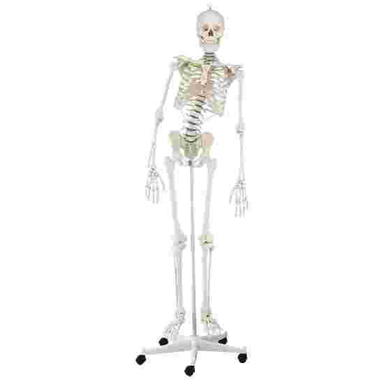 Erler Zimmer Skeletmodel &quot;Skelet Hugo&quot;, bevægelig