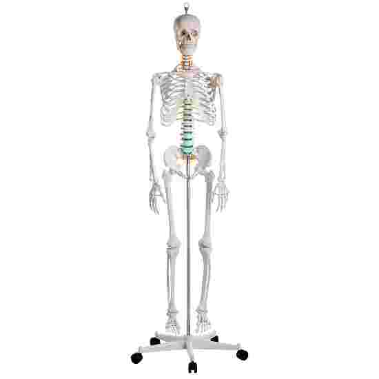 Erler Zimmer Skeletmodel &quot;Skoleskelettet Oscar&quot;