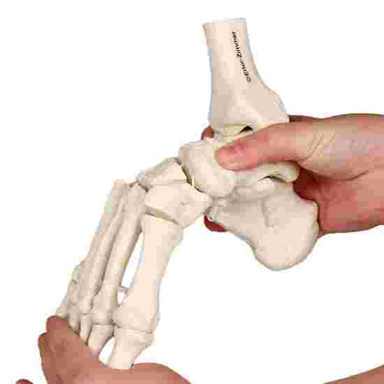 Erler Zimmer Skelettmodell &quot;Fußskelett beweglich mit Schien- und Wadenbeinansatz&quot;
