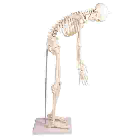 Erler Zimmer Skelettmodell &quot;Miniatur-Skelett Paul mit beweglicher Wirbelsäule&quot;