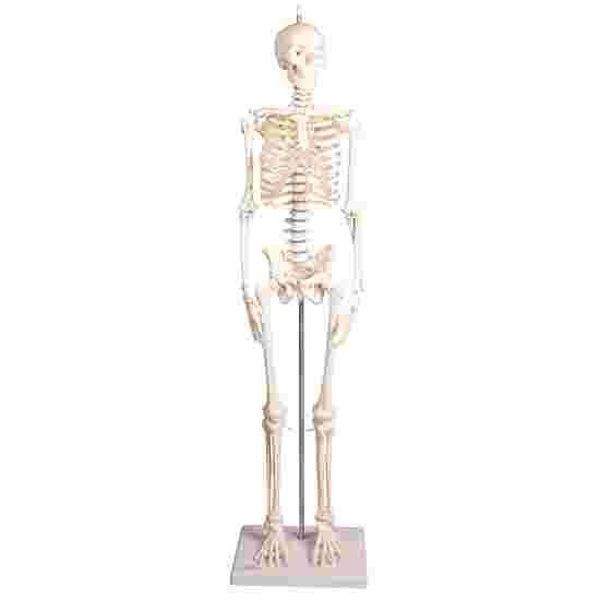 Erler Zimmer Skelettmodell &quot;Miniatur-Skelett Paul mit beweglicher Wirbelsäule&quot;