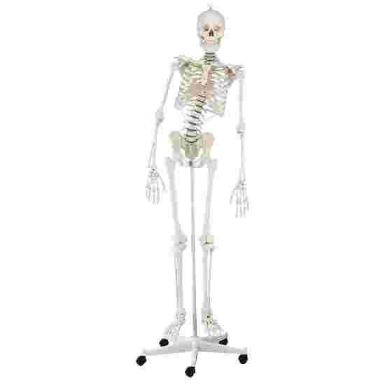 Erler Zimmer Skelettmodell &quot;Skelett Hugo&quot;, beweglich