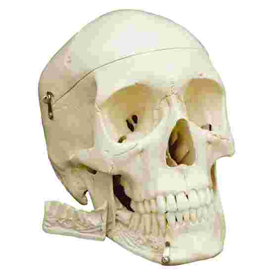 Kranie 4-delt -standard/anatomisk model