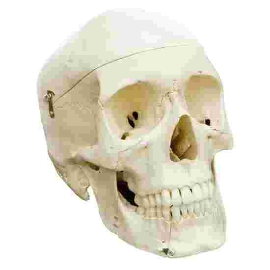 Kranie 4-delt -standard/anatomisk model