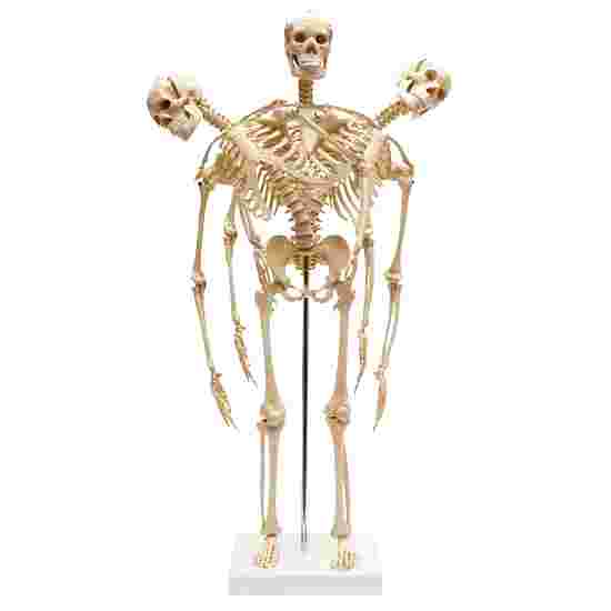 Mini-Skelet med fleksibel Rygsøjle