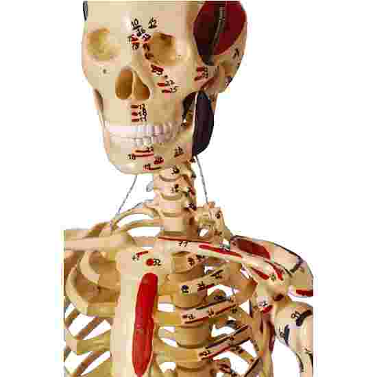 Mini Skeleton with Painted Muscle Locations / Anatomical Model