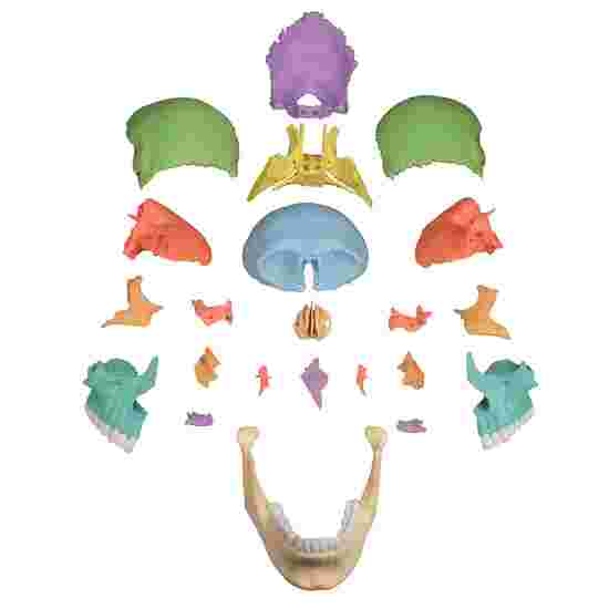 Osteopathie-Schädelmodell, 22-teilig Farblich gekennzeichnete Strukturen