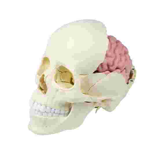 Osteopathie-Schädelmodell, 22-teilig Natur