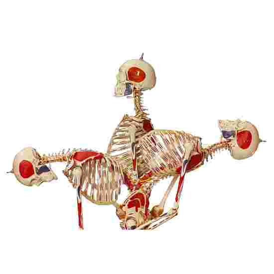 Super Skeleton / Anatomical Model