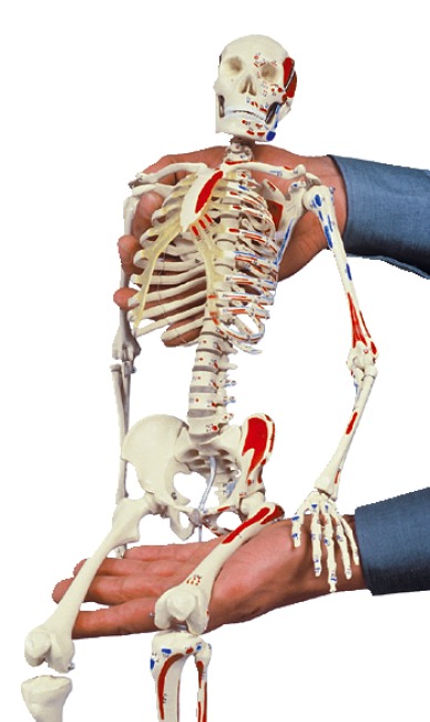 Mini Skeleton with Painted Muscle Locations / Anatomical Model buy at
