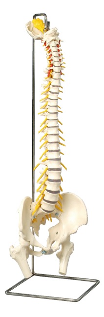 Spine
