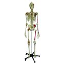 Super Skeleton / Anatomical Model