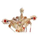 Skeletmodel "Super-Skelet"