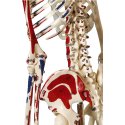 Mini Skeleton with Painted Muscle Locations / Anatomical Model