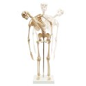 Mini-Skelet med fleksibel Rygsøjle