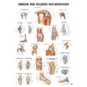 Anatomic Wall Charts (in German) Ligaments and joints
