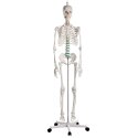 Erler Zimmer "Oscar" Skeleton for Schools