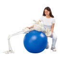 Erler Zimmer "Hugo" Flexible Skeleton