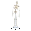 Erler Zimmer "Hugo" Flexible Skeleton
