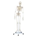 Erler Zimmer Skeletmodel "Skelet Hugo", bevægelig