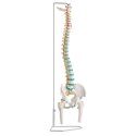 Erler Zimmer Flexible Spine With pelvis and femur stumps