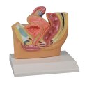 Erler Zimmer Anatomisches Modell "Becken" Weiblich